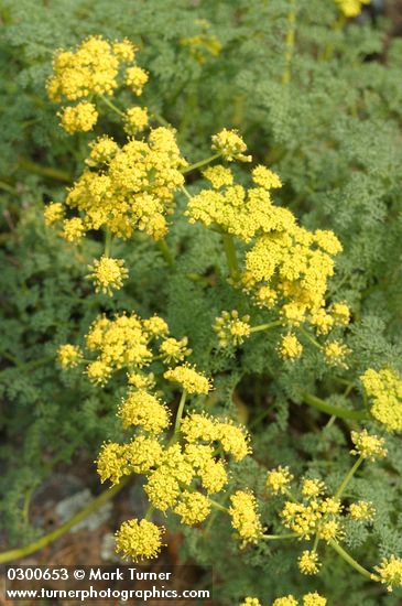 Pungent Desert Parsley blossoms & foliage