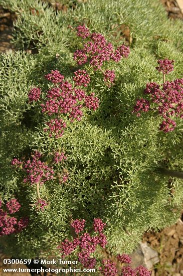 Columbia Desert Parsley