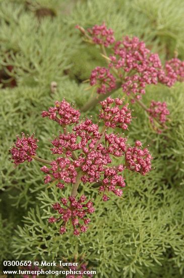 Columbia Desert Parsley blossoms & foliage