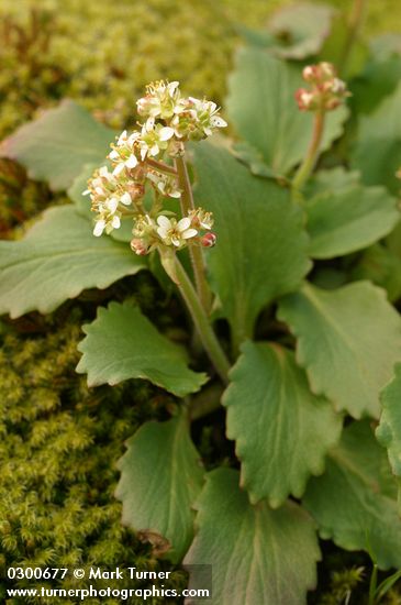 Western Saxifrage