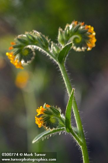 Rigid Fiddleneck blossoms & foliage detail, backlit