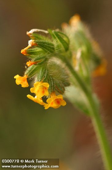 Rigid Fiddleneck blossoms extreme detail, backlit