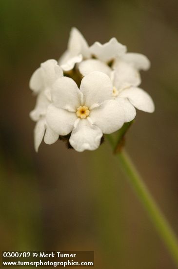 Rusty Popcorn Flower blossoms extreme detail