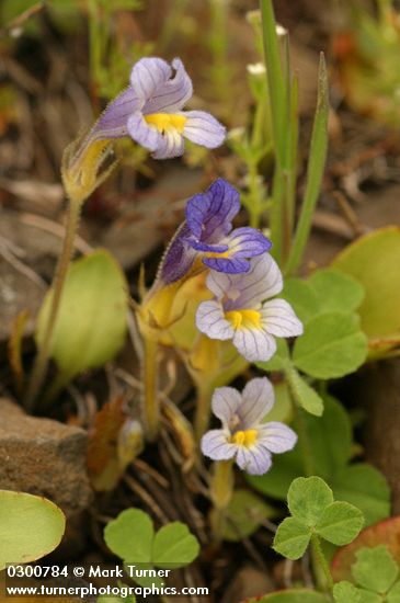 Naked Broomrape
