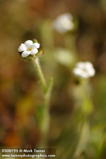 Slender Popcorn Flower