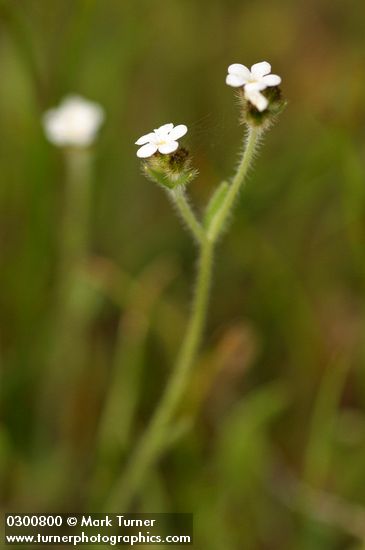 Slender Popcorn Flower