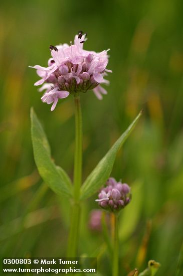 Rosy Plectritis