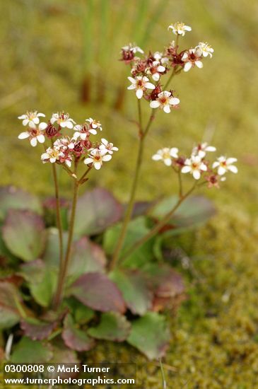 Western Saxifrage
