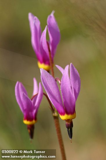 Poet's Shooting Star blossoms extreme detail
