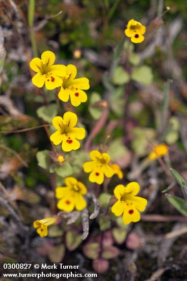 Chickweed Monkey Flowers