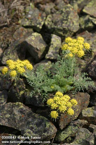 Gray-leaf Desert Parsley; Biscuit Root