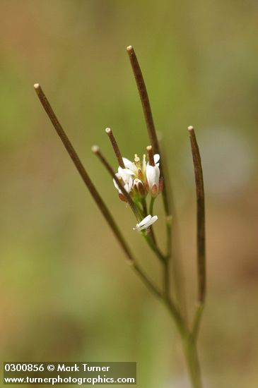 Little Western Bitter Cress blossoms & seed pods extreme detail