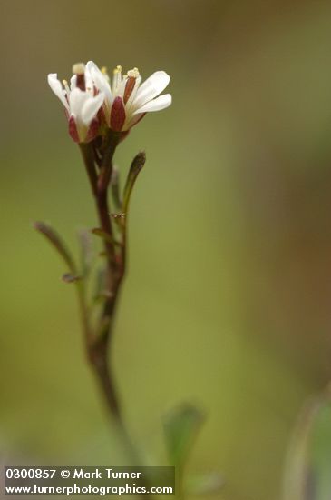 Little Western Bitter Cress blossoms detail