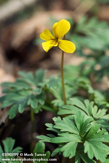 Shelton's Violet blossom & foliage detail