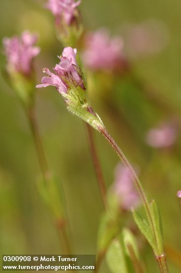 Long-spur Plectritis detail
