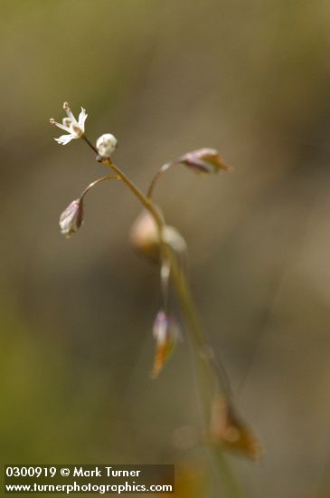 Fringepod blossoms & seed pods extreme detail