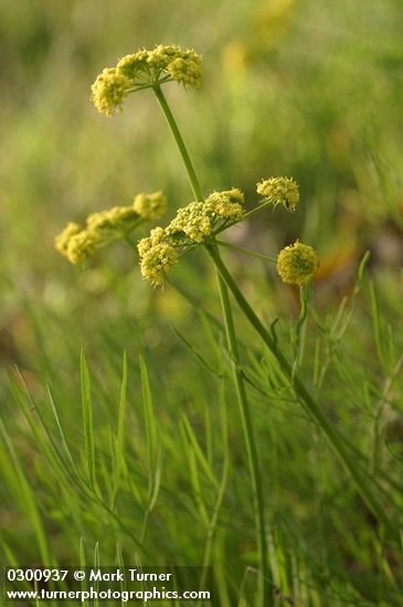 Slender-fruited Desert Parsley
