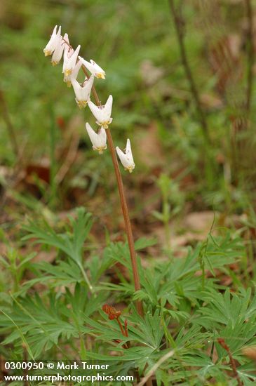 Dutchman's Breeches