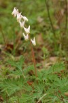 Dutchman's Breeches
