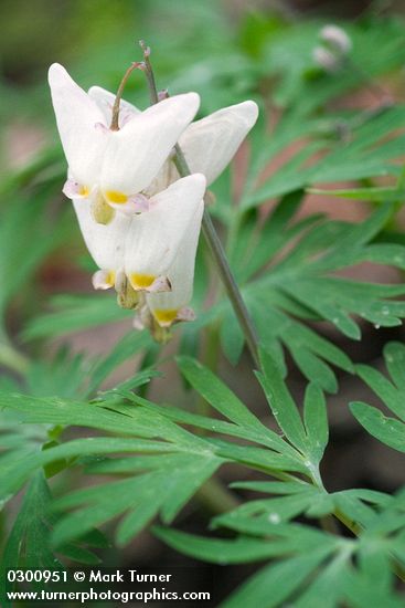 Dutchman's Breeches blossoms & foliage detail