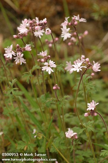 Small-flowered Prairie Stars