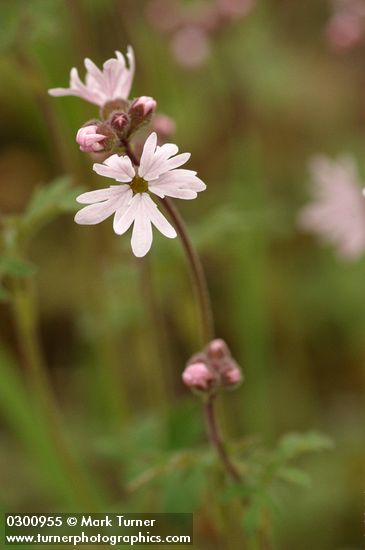 Small-flowered Prairie Star blossoms detail