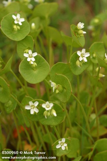 Miner's Lettuce