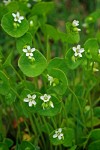 Miner's Lettuce