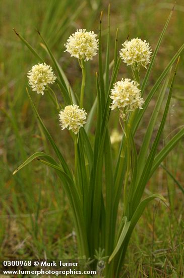 Meadow Death Camas