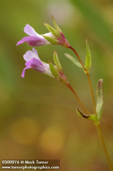Few-flowered Blue-eyed Mary blossoms detail