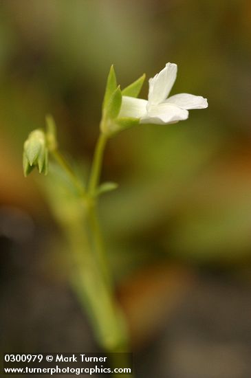 Few-flowered Blue-eyed Mary (white form) blossom extreme detail
