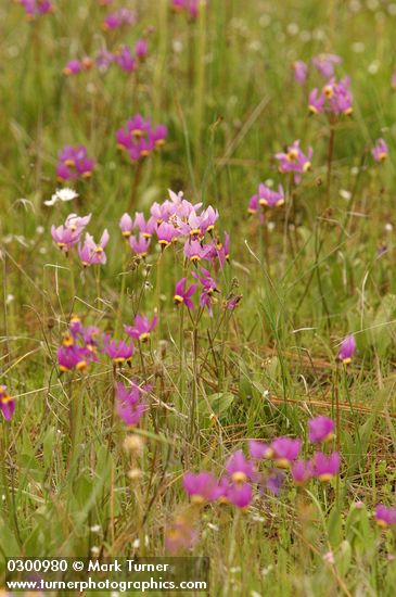 Poet's Shooting Stars in meadow