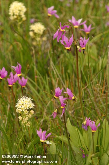 Poet's Shooting Stars in meadow w/ Meadow Death Camas