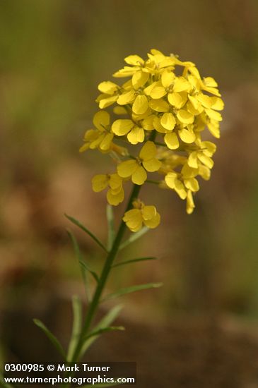 Rough Wallflower blossoms detail