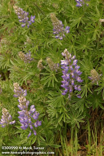 Whitish (Silky) Lupine