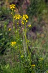 American Winter Cress