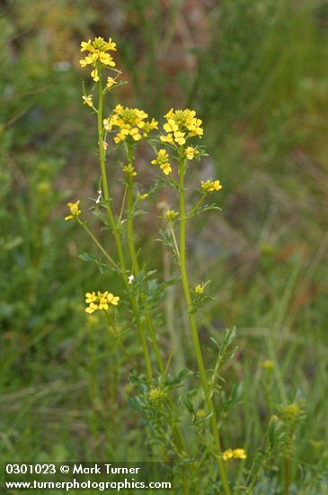 American Winter Cress