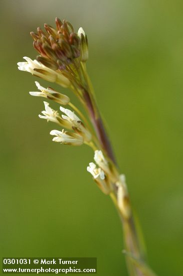 Shepherd's Purse blossoms extreme detail