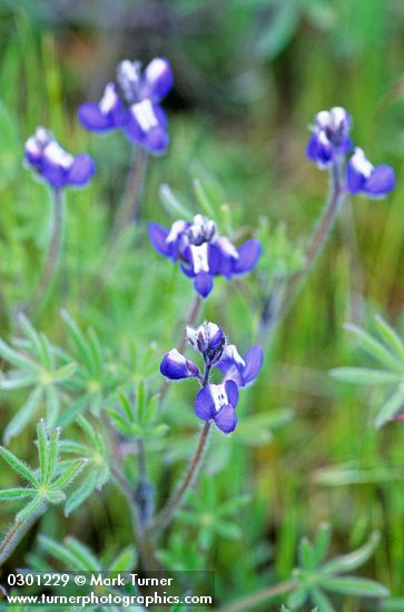 Small-flowered Lupine