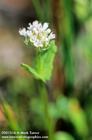 White Plectritis