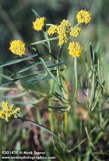 Slender-fruited Desert Parsley