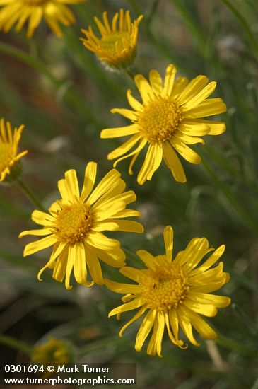 Linear-leaf Daisy blossoms detail