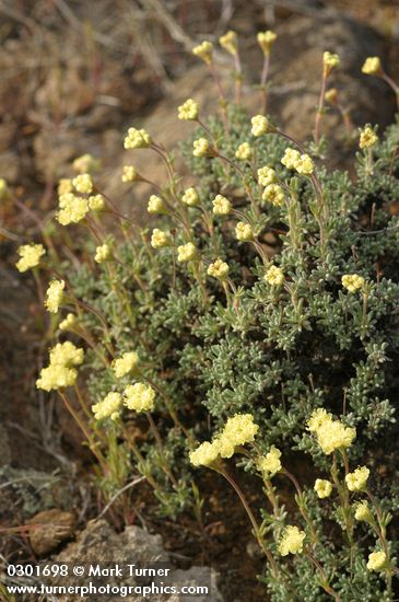 Thyme-leaf Desert Buckwheat