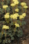 Thyme-leaf Desert Buckwheat blossoms & foliage detail