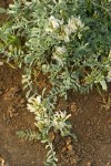 Medick Milkvetch