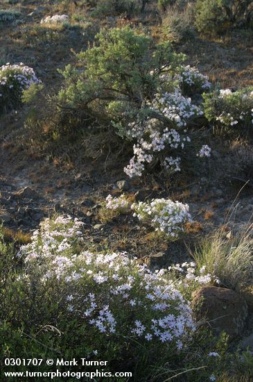 Showy Phlox w/ Big Sagebrush, backlit late afternoon