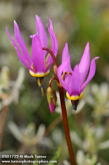 Desert Shooting Star blossoms extreme detail