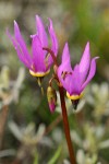 Desert Shooting Star blossoms extreme detail