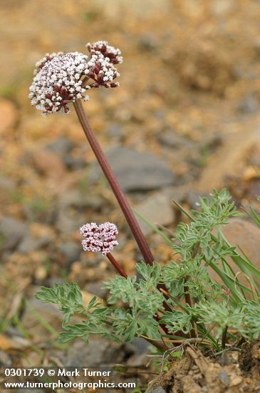 Canby's Lomatium