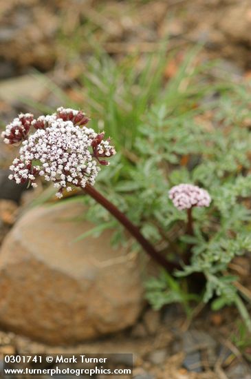 Canby's Lomatium